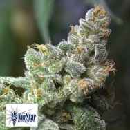 NorStar Genetics Seeds Queen of Hearts